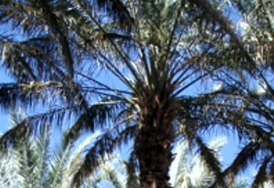 Palmier dans la vallee du Draa