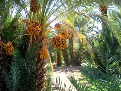 Palmiers à Zagora